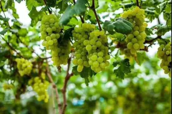 张家口美食推荐_张家口旅游景点推荐_张家口特色美食攻略