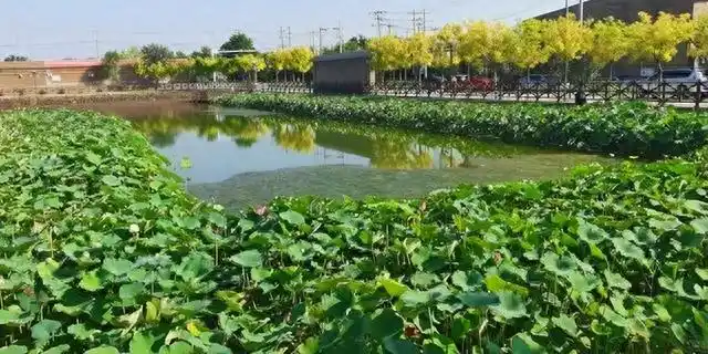 津围北二线自驾游_天津晶宝农庄观光采摘二日游_天津乡村旅游精品线路