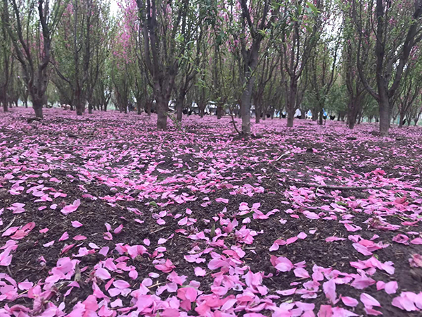天津晶宝农庄观光采摘二日游_天津武清休闲采摘_天津武清农庄