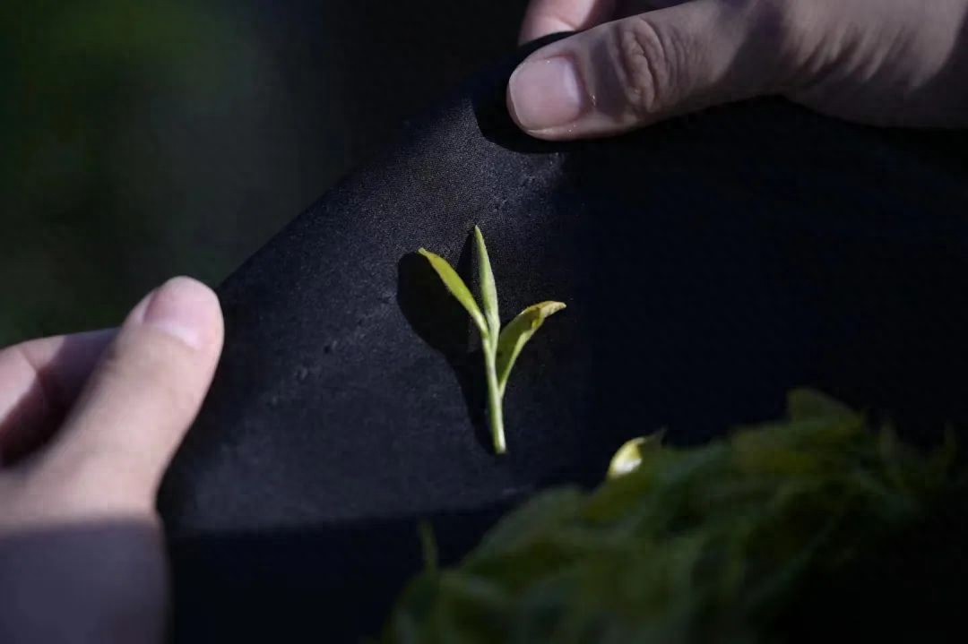 茶类与茶树关系_有关茶叶知识_茶树基础知识
