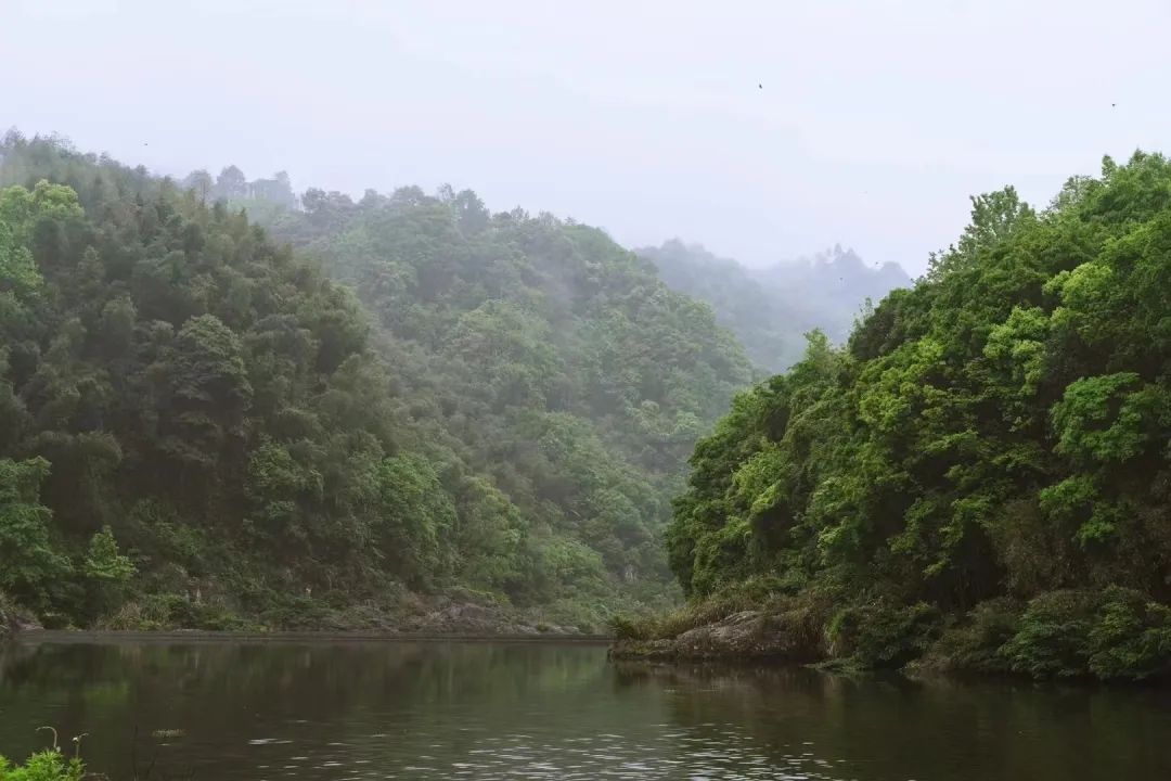 有关茶叶知识_茶树基础知识_茶类与茶树关系