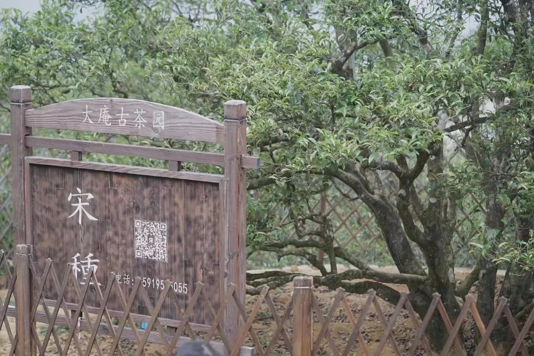 茶类与茶树关系_有关茶叶知识_茶树基础知识