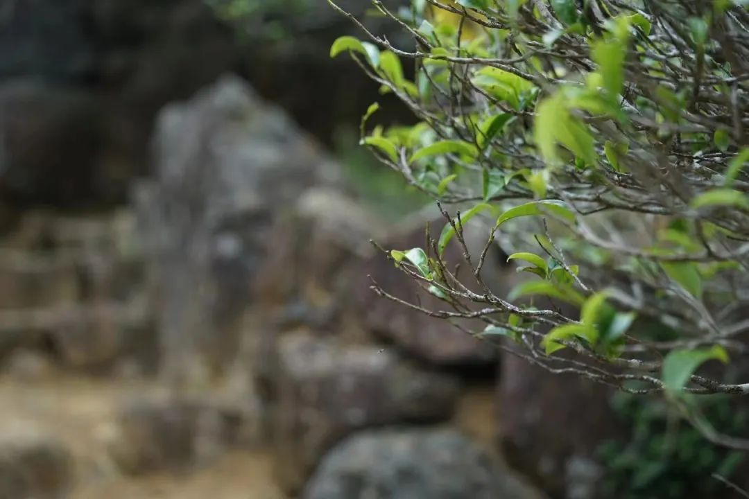 茶树基础知识_有关茶叶知识_茶类与茶树关系