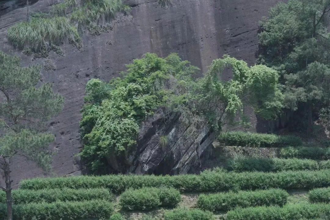 有关茶叶知识_茶树基础知识_茶类与茶树关系