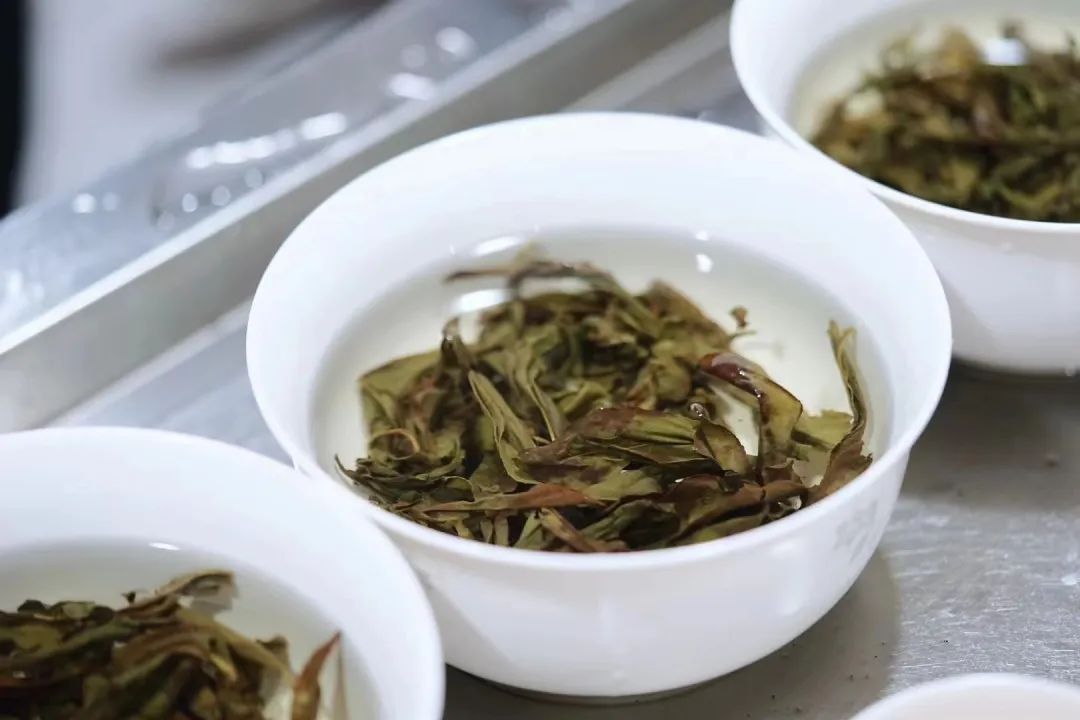 有关茶叶知识_茶树基础知识_茶类与茶树关系