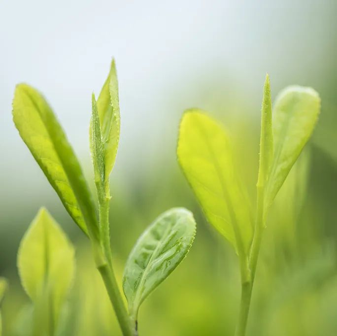 茶叶进出口流程详解_有关茶叶知识_中国名茶介绍