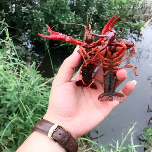 成都农家乐龙虾_成都周边钓鱼烧烤的地方_成都龙虾钓点