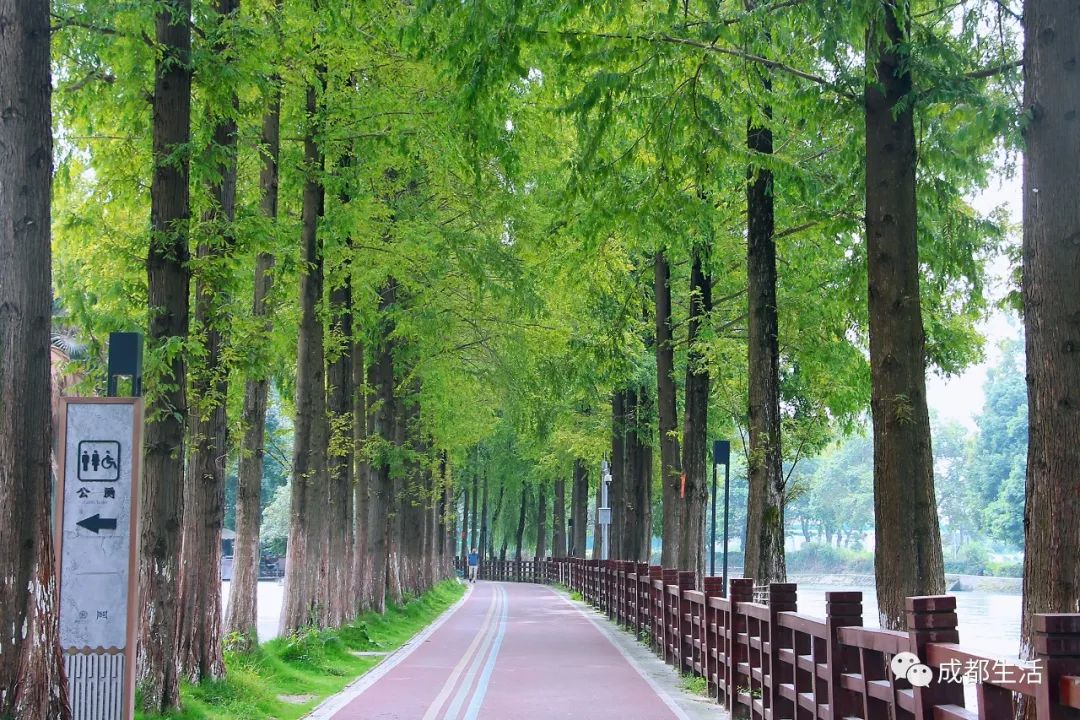 成都周边绝美林荫绿道,超适合一日游!(图6) 青杠树村旅游攻略_成都周边钓鱼烧烤的地方_成都骑行路线