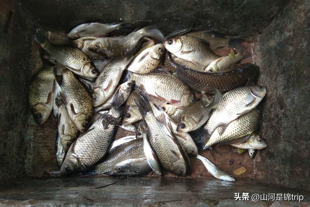 四川十二个钓鱼地点推荐,约上朋友,周末一起去盘它(图15) 四川知名钓鱼水库_成都周边钓鱼烧烤的地方_四川钓鱼好去处