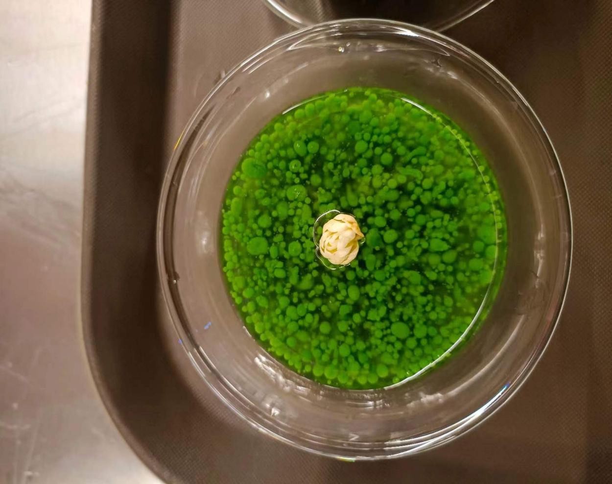 首届云上西昌 美食节火热来袭,品味特色美味,共赴一场春日之约(图7) 云上西昌美食节活动亮点_西昌电视台特色美食推荐_西昌美食节特色商家推荐