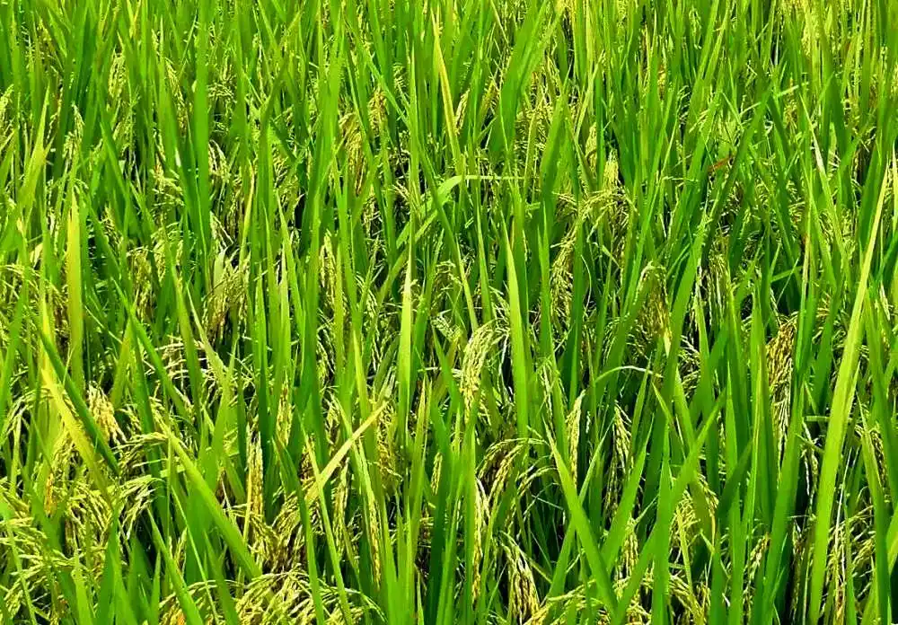 暑假来到广州,有6种地道的手信,带回去让家乡人感受(图6) 广州特色美食小吃 手信_岭南佳果特产_广州手信推荐