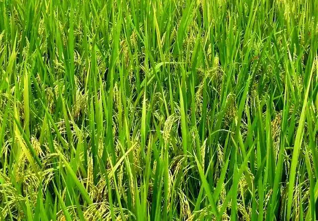 暑假来到广州,有6种地道的手信,带回去让家乡人感受(图5) 图片