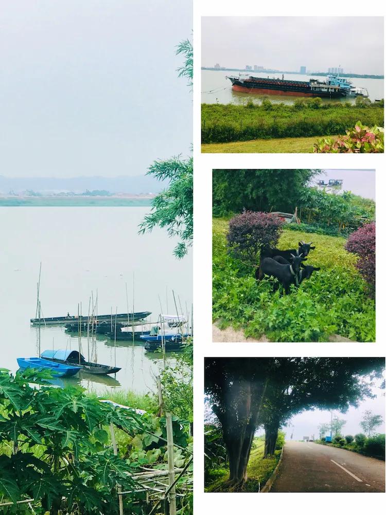 广州出发-顺德1天游,逛黄连古村+逢简水乡+乘船登海寿岛(图11) 顺德杏坛逢简水乡小食_广州顺德美食一日游_黄连古村逢简水乡海寿岛