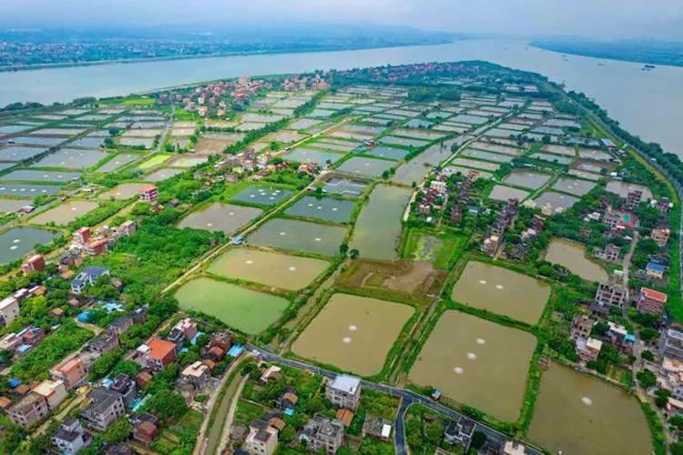 广州出发-顺德1天游,逛黄连古村+逢简水乡+乘船登海寿岛(图5) 黄连古村逢简水乡海寿岛_广州顺德美食一日游_顺德杏坛逢简水乡小食