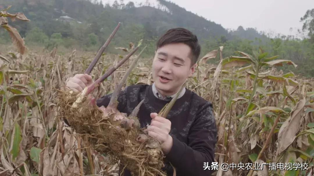 【农广天地】五彩旱藕粉 游鸡满天飞(图2) 天等土鸡养殖技巧_农广天地小吃全部视频_五彩旱藕粉制作方法