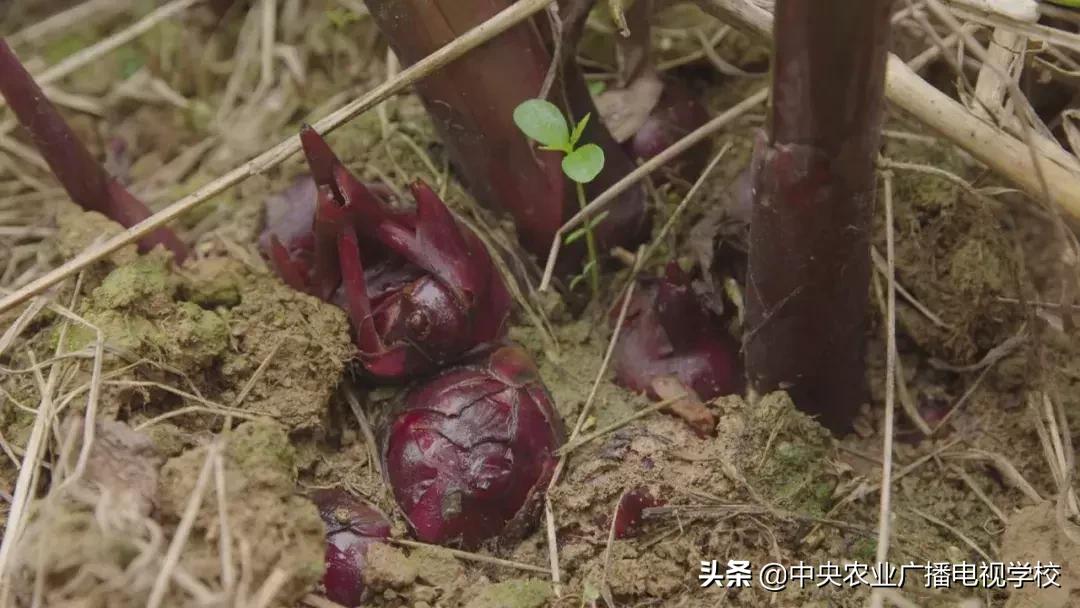 【农广天地】五彩旱藕粉 游鸡满天飞(图3) 农广天地小吃全部视频_天等土鸡养殖技巧_五彩旱藕粉制作方法