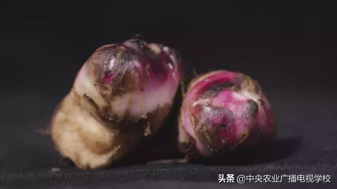 【农广天地】五彩旱藕粉 游鸡满天飞(图4) 天等土鸡养殖技巧_五彩旱藕粉制作方法_农广天地小吃全部视频