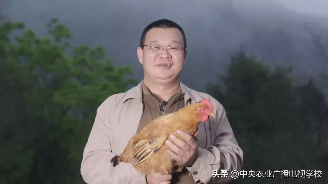 【农广天地】五彩旱藕粉 游鸡满天飞(图6) 天等土鸡养殖技巧_五彩旱藕粉制作方法_农广天地小吃全部视频