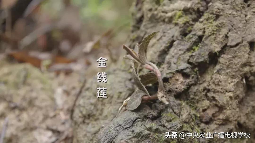 【农广天地】五彩旱藕粉 游鸡满天飞(图8) 五彩旱藕粉制作方法_天等土鸡养殖技巧_农广天地小吃全部视频