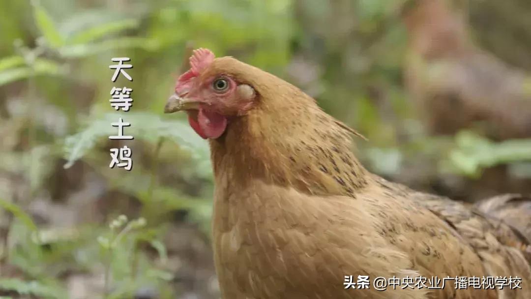 【农广天地】五彩旱藕粉 游鸡满天飞(图9) 农广天地小吃全部视频_五彩旱藕粉制作方法_天等土鸡养殖技巧