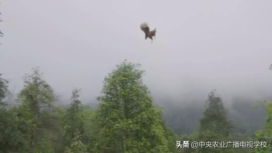 【农广天地】五彩旱藕粉 游鸡满天飞(图10) 农广天地小吃全部视频_五彩旱藕粉制作方法_天等土鸡养殖技巧