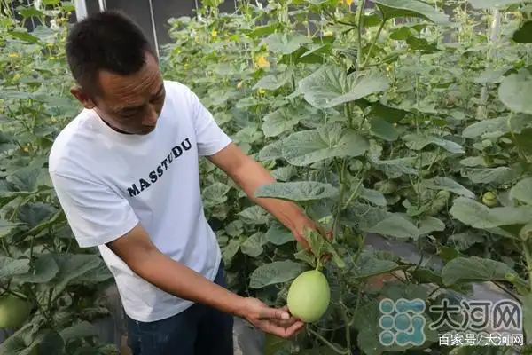 亩产值3.5万元!这里的“智慧暖棚”一年四季瓜菜鲜(图2) 温室大棚蔬菜利润_智慧暖棚 反季节蔬菜种植 张良镇湾张村