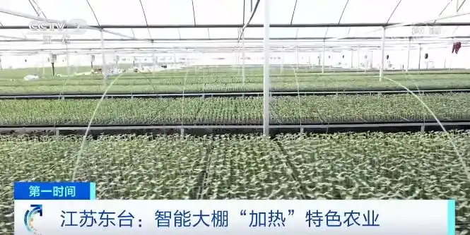 一个大棚，近百万元产值！江苏东台温室大棚出苗率翻倍！数九寒天里“夏天的味道”，真甜→