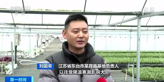 一个大棚,近百万元产值!江苏东台温室大棚出苗率翻倍!数九寒天里“夏天的味道”,真甜→(图2) 东台西瓜育苗基地_智能温室大棚西瓜苗培育_温室大棚蔬菜利润