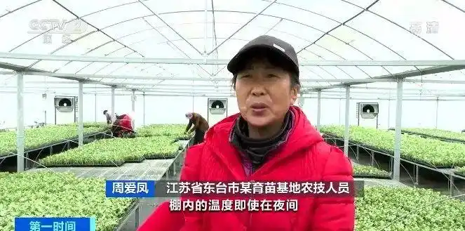 一个大棚,近百万元产值!江苏东台温室大棚出苗率翻倍!数九寒天里“夏天的味道”,真甜→(图3) 智能温室大棚西瓜苗培育_温室大棚蔬菜利润_东台西瓜育苗基地
