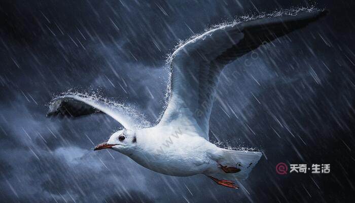 雷雨一课是按照什么的顺序来写的 雷雨这篇课文作者按什么的顺序描写的(图2) 雷雨一课是按照什么的顺序来写的