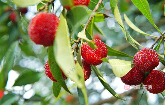 浙江有哪些特产 浙江特产有哪些(图4) 浙江特产